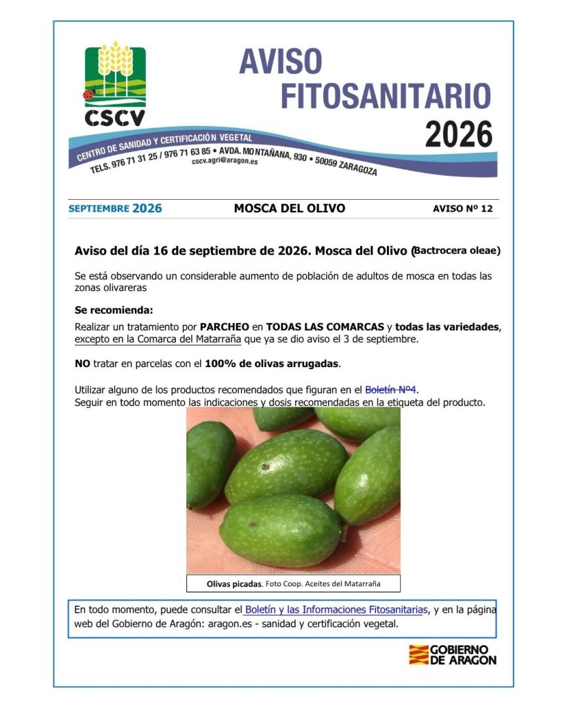 Aviso fitosanitario-mosca del olivo Berbegal